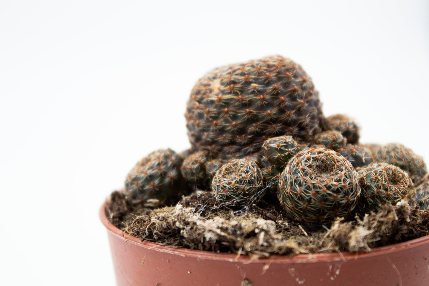 Rebutia heliosa var. condorensis