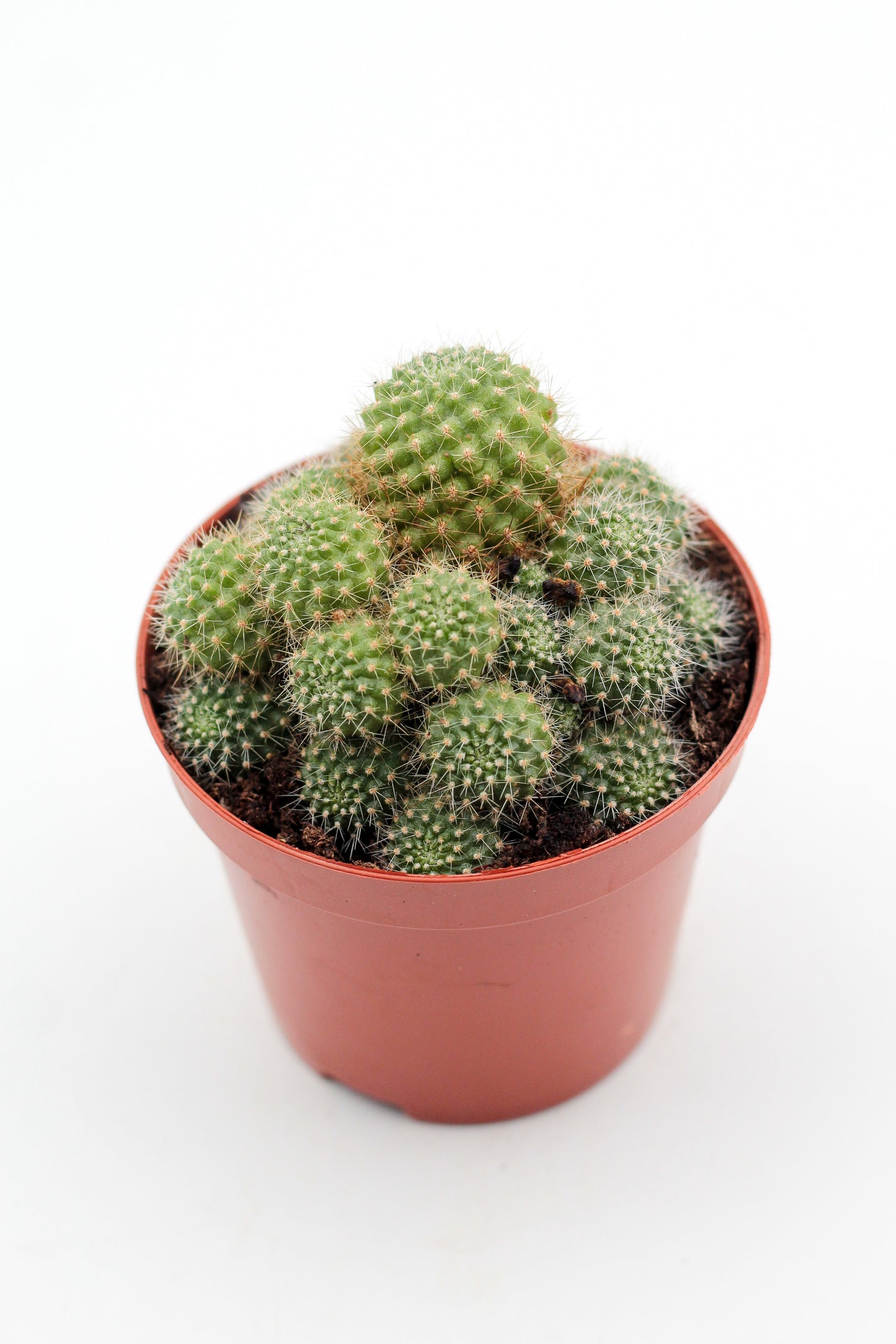 Rebutia fiegbrigii