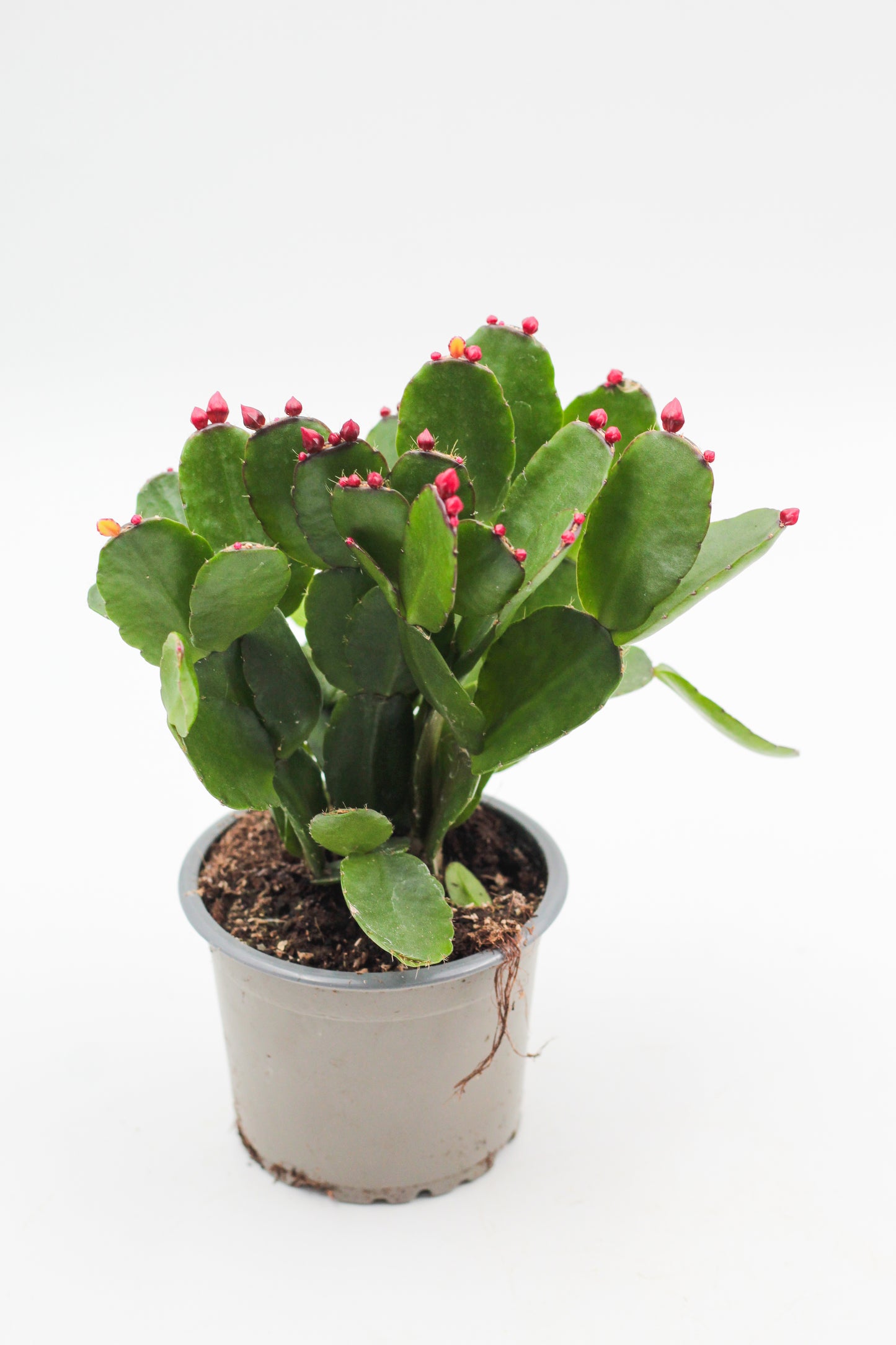 hipsalidopsis gaertneri - paascactus met oranje bloemen