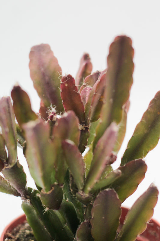 Rhipsalis agudoensis "Budget Pick"