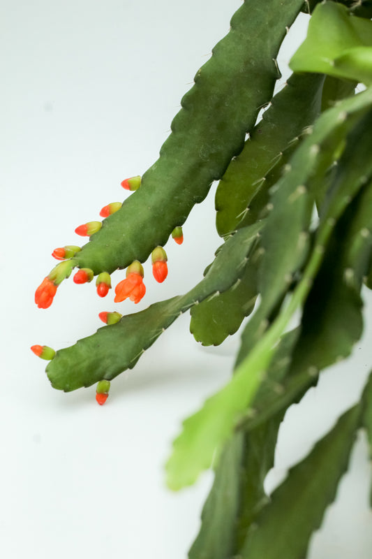 Rhipsalis monacantha
