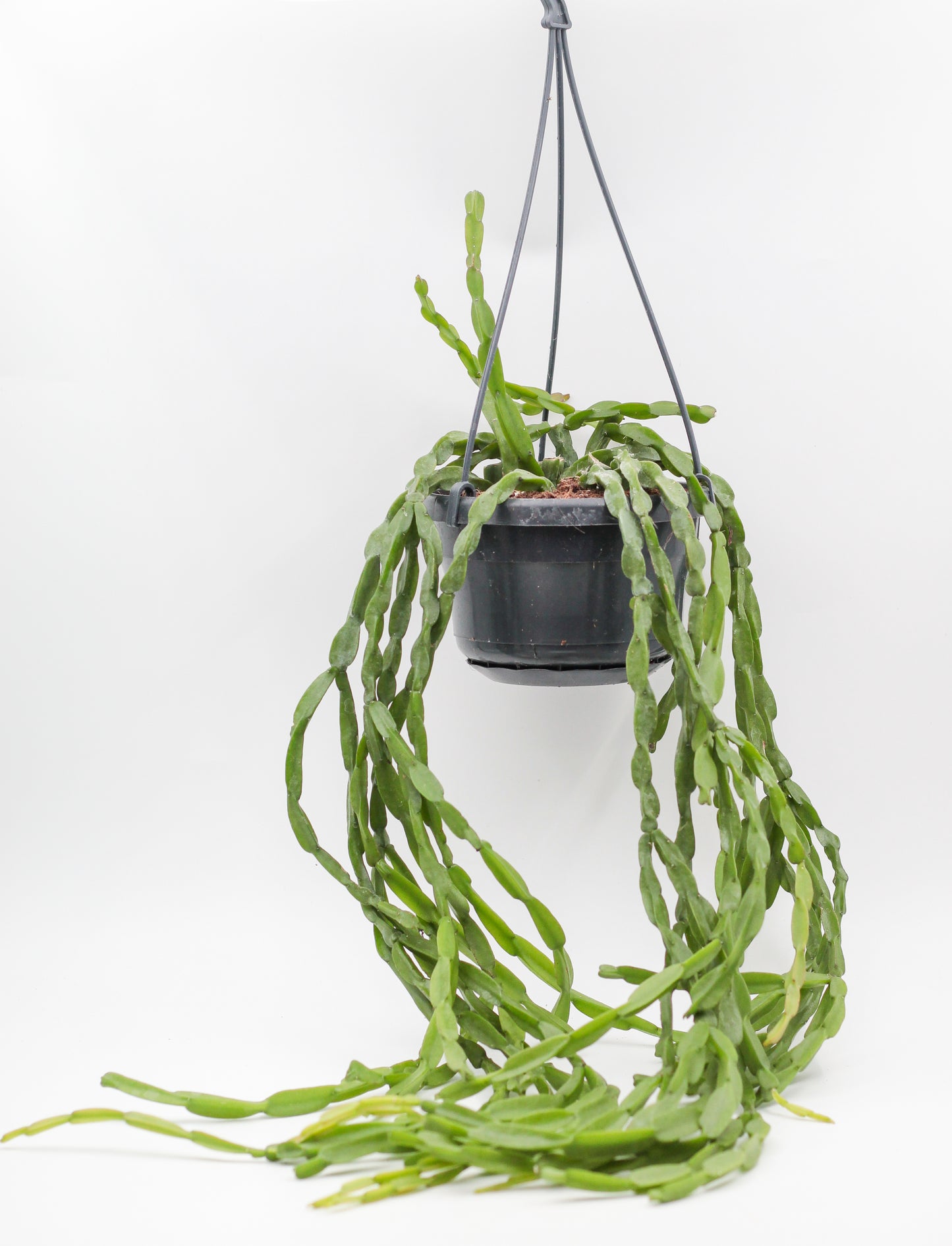 Rhipsalis paradoxa "Coral Cactus"