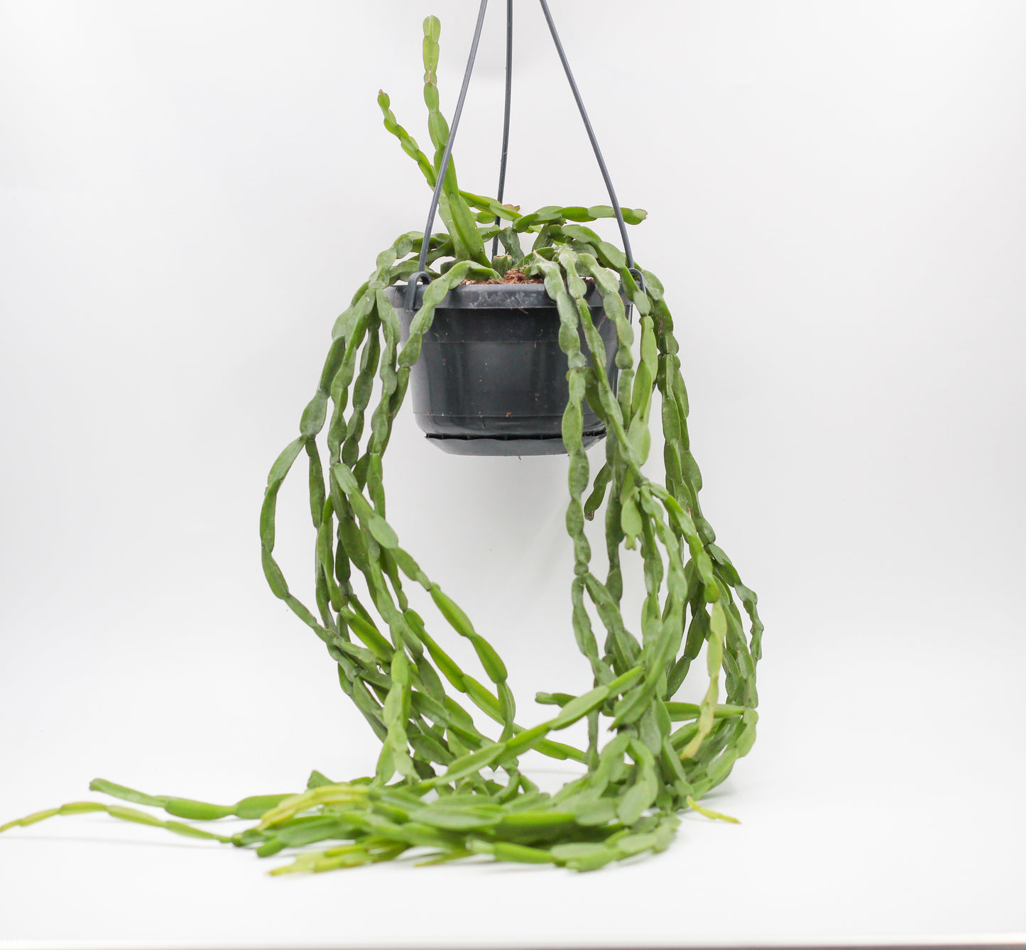 Rhipsalis paradoxa "Coral Cactus"