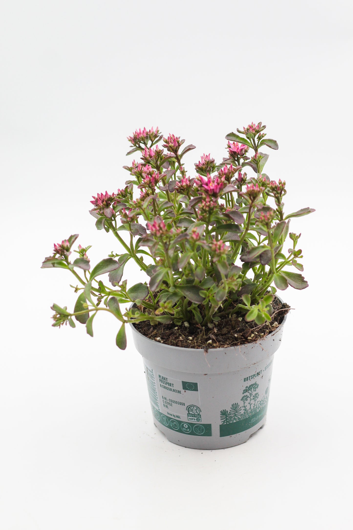 Rock Deals (rock plants)