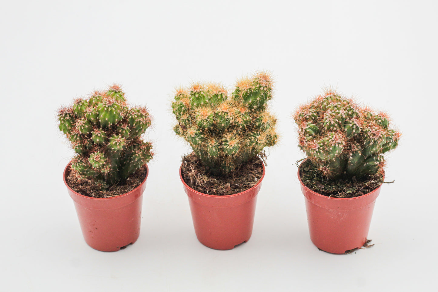Rotsbrothers "Cereus peruvianus monstrosus"