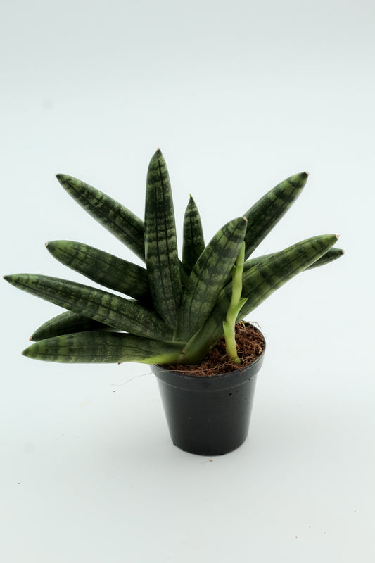 Sansevieria Cylindrica 'Boncel'