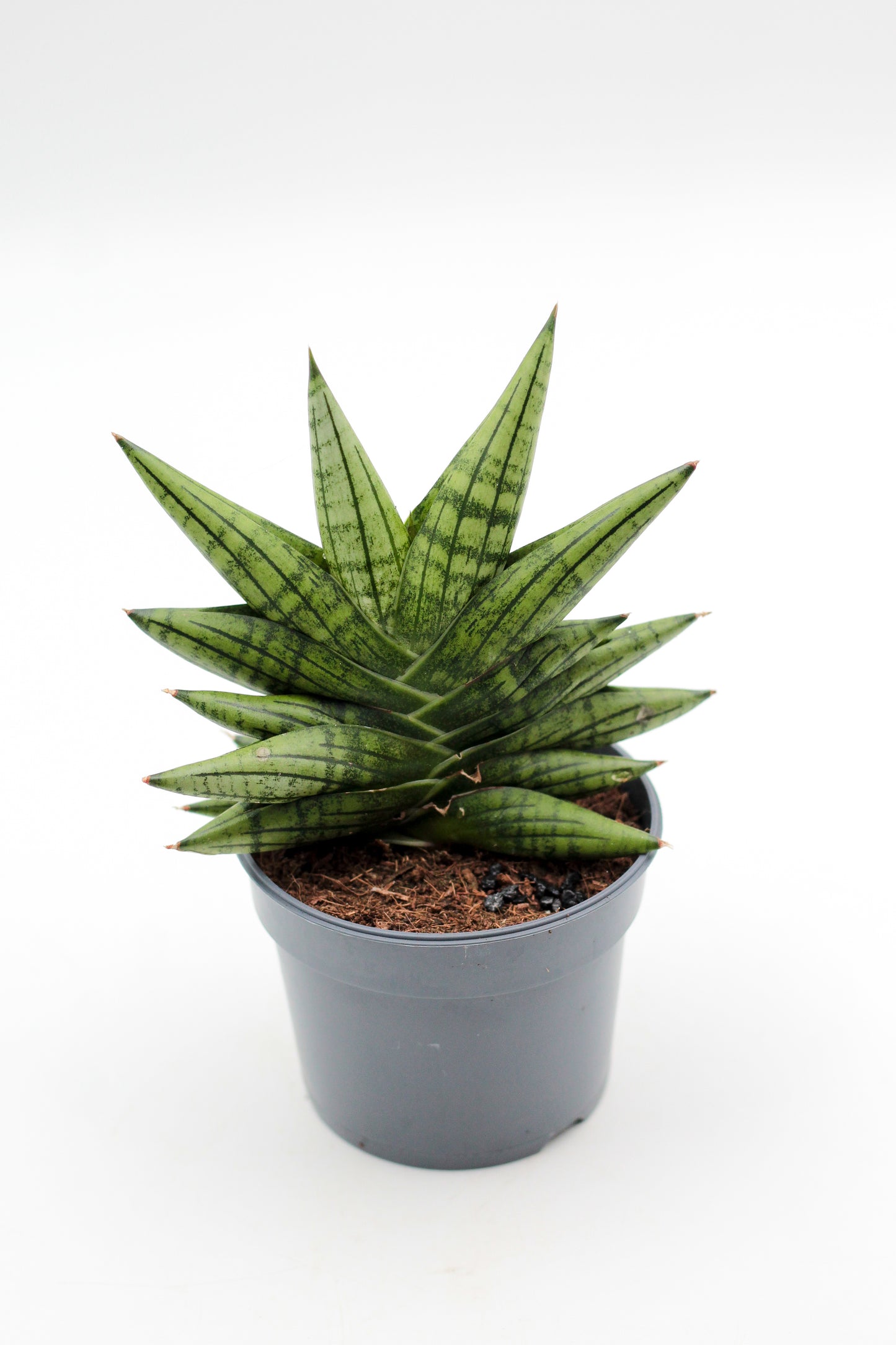 Sansevieria Yaya Fan