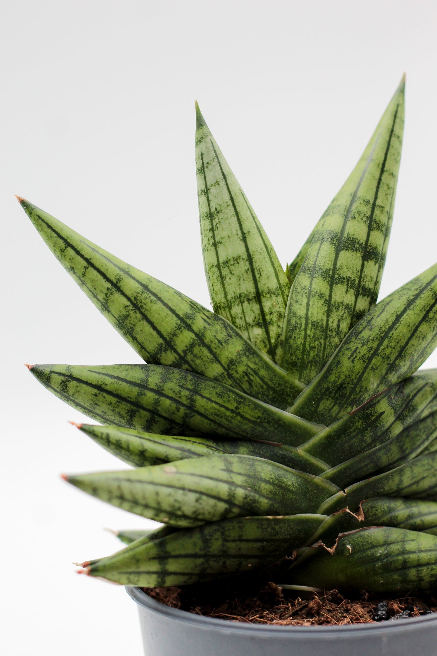 Sansevieria Yaya Fan
