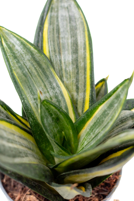 Sansevieria ‘Hahnii’ Silver Zebra
