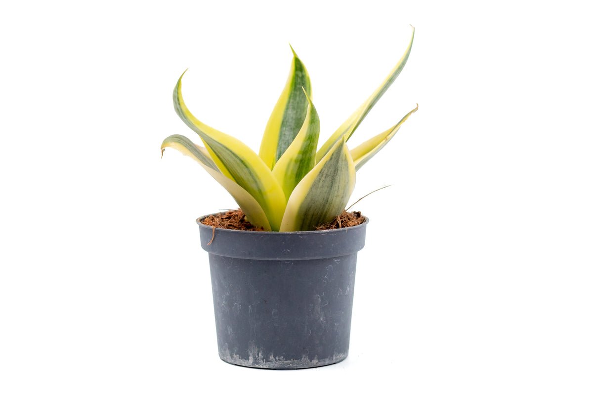 Sansevieria ‘Hahnii’ Sun