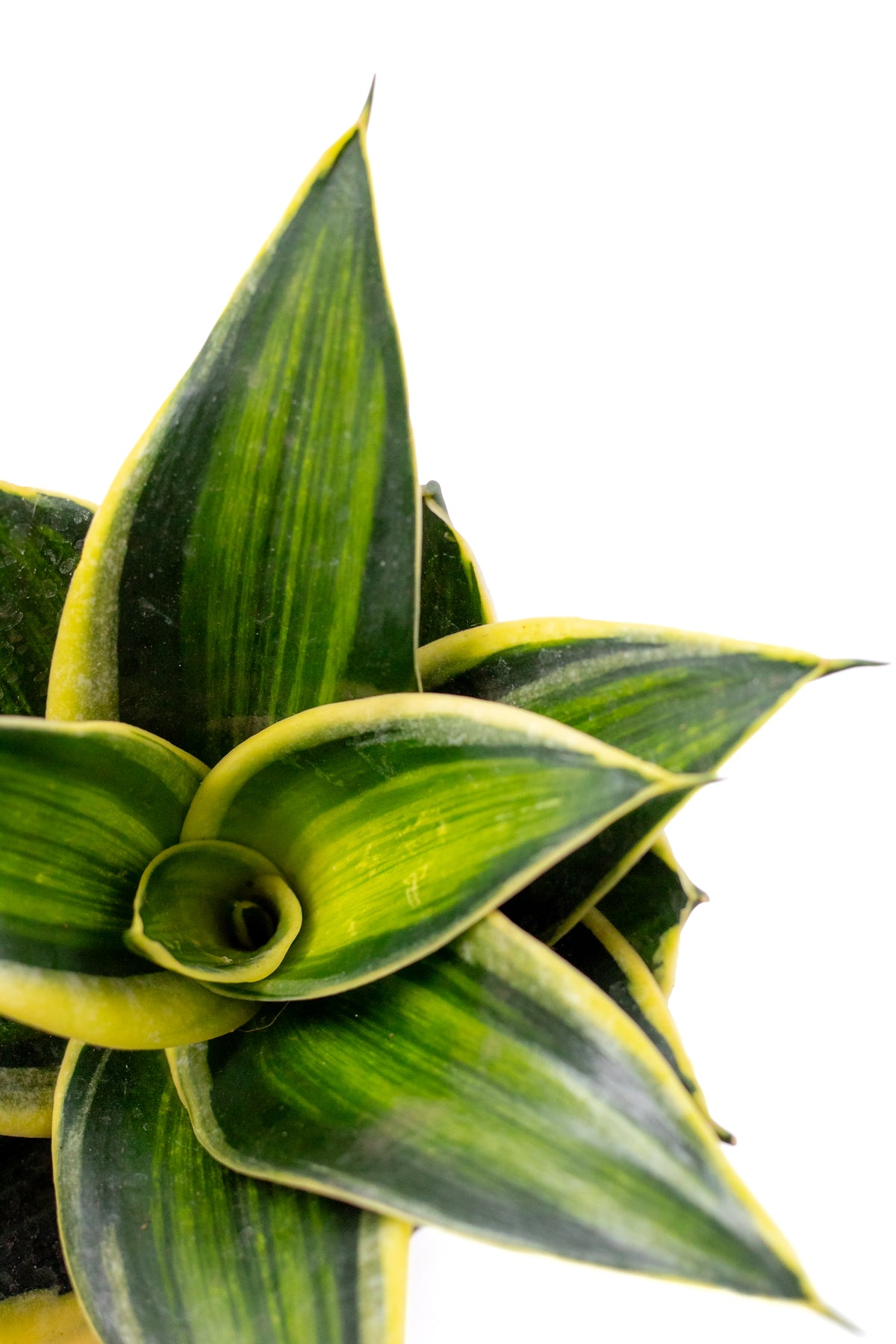 Sansevieria trifasciata Hahnii hybriden