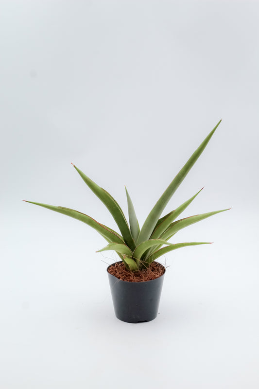 Sansevieria cylindrica 'Silver Syreni'