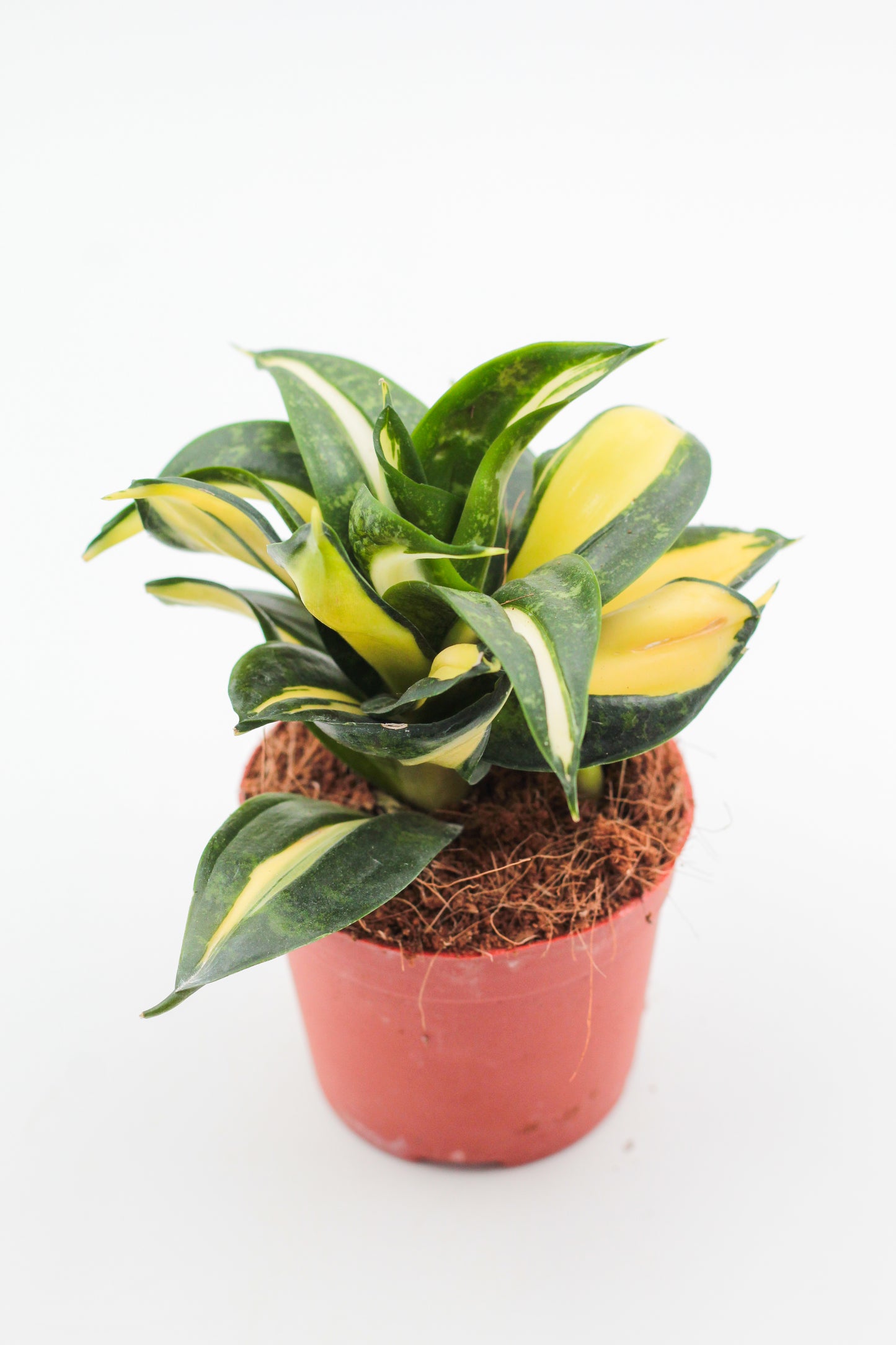 Sansevieria trifasciata hahnii Curly Galaxy