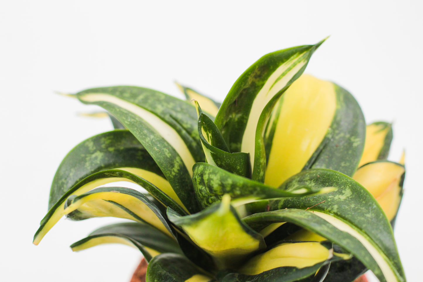 Sansevieria trifasciata hahnii Curly Galaxy