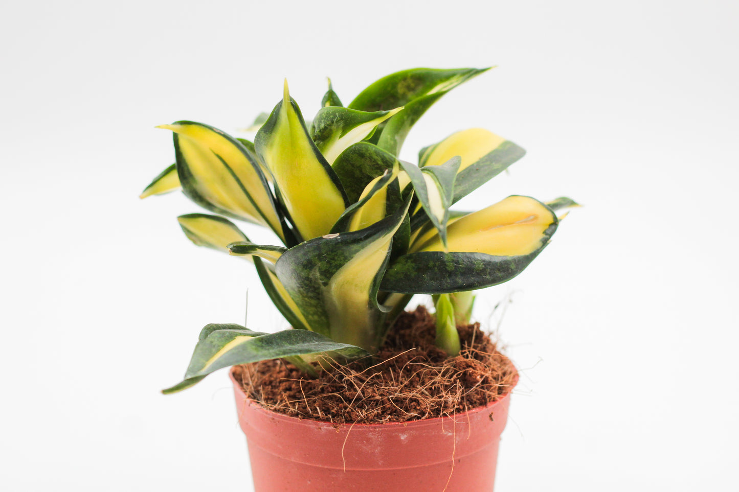 Sansevieria trifasciata hahnii Curly Galaxy