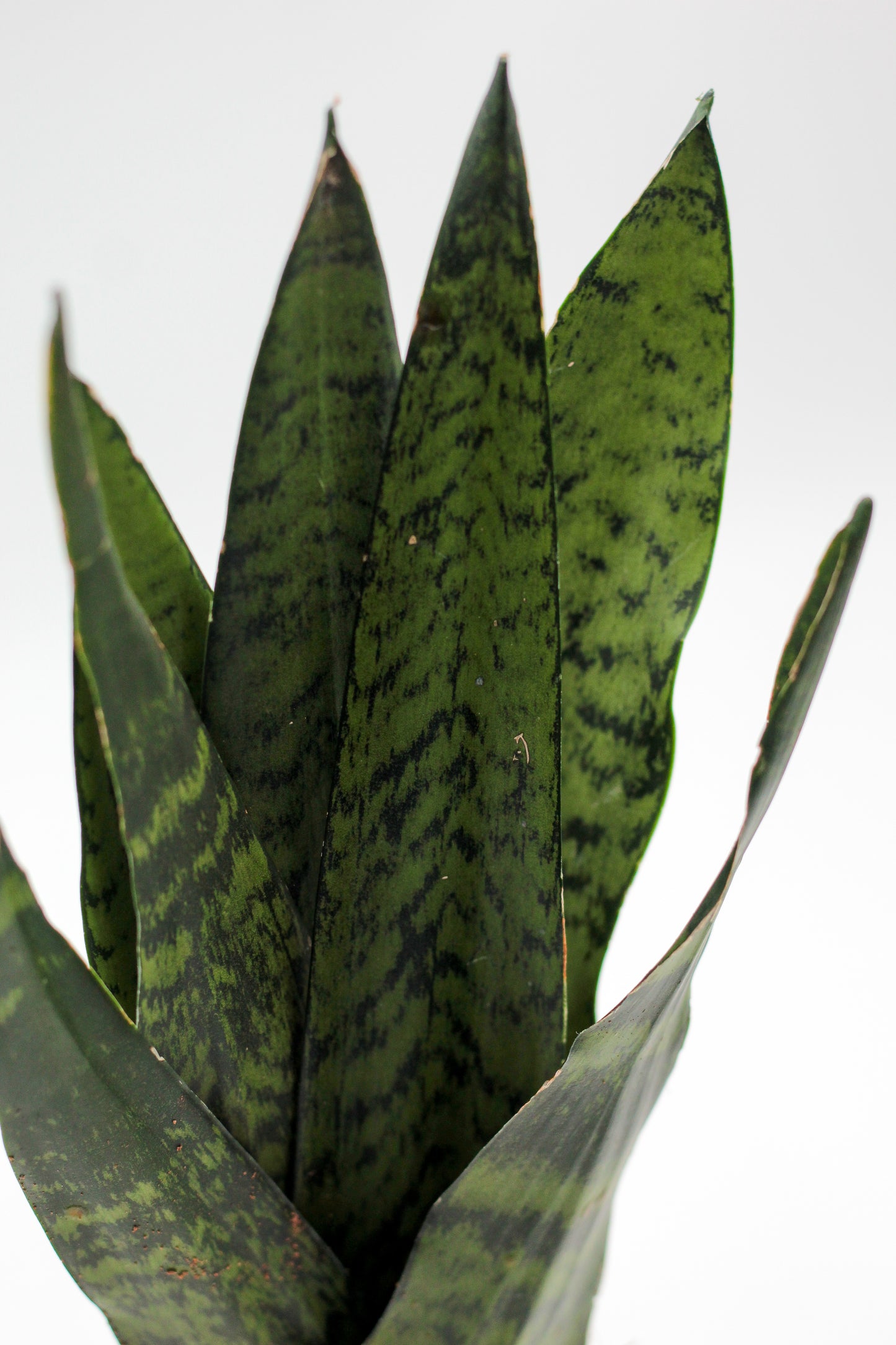 Sansevieria zeylanica Fan Shape