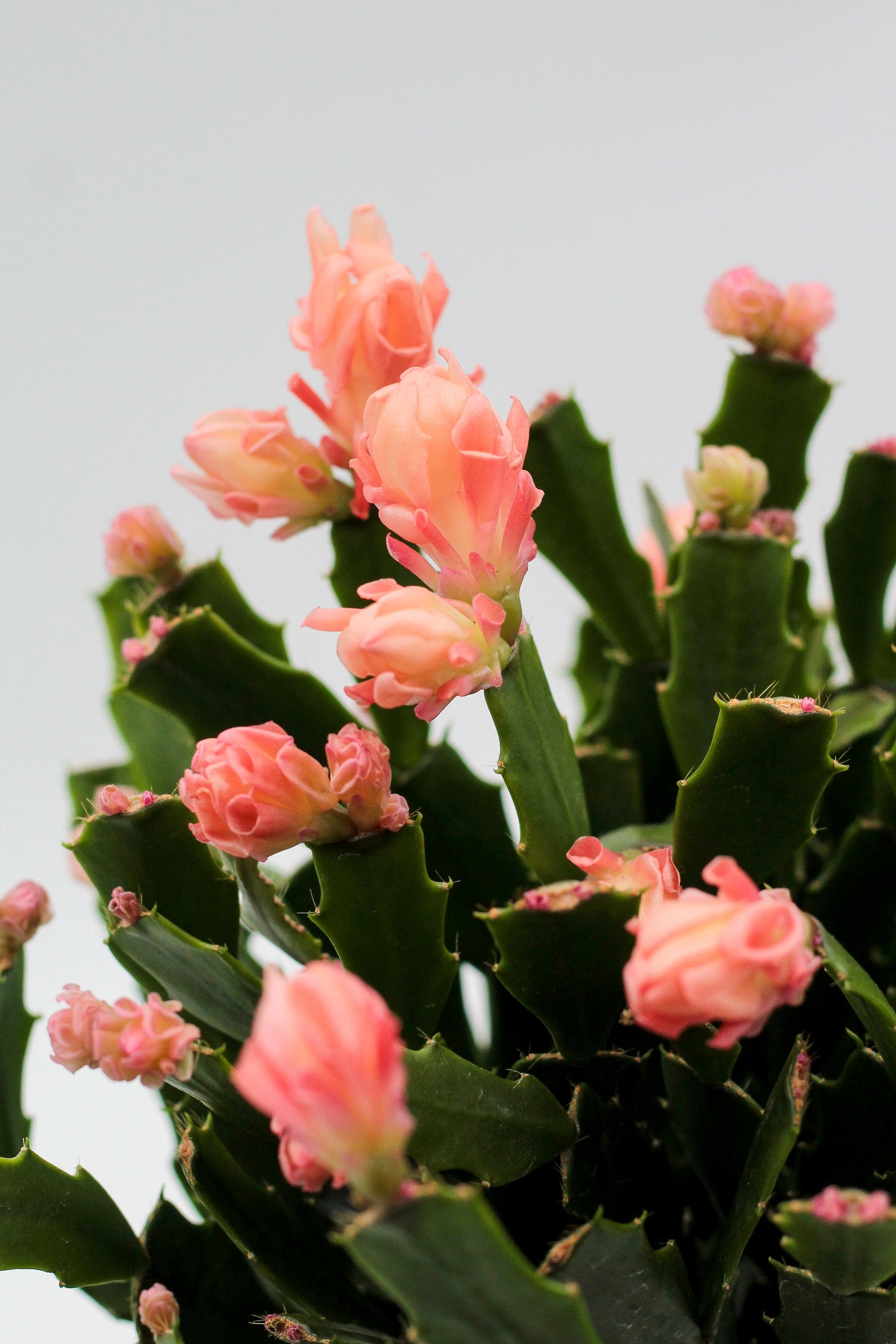 Schlumbergera lidcactus hybride Thor® Wild Cactus