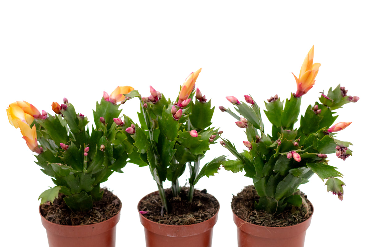 Schlumbergera lidcactus "voordeelpacks"
