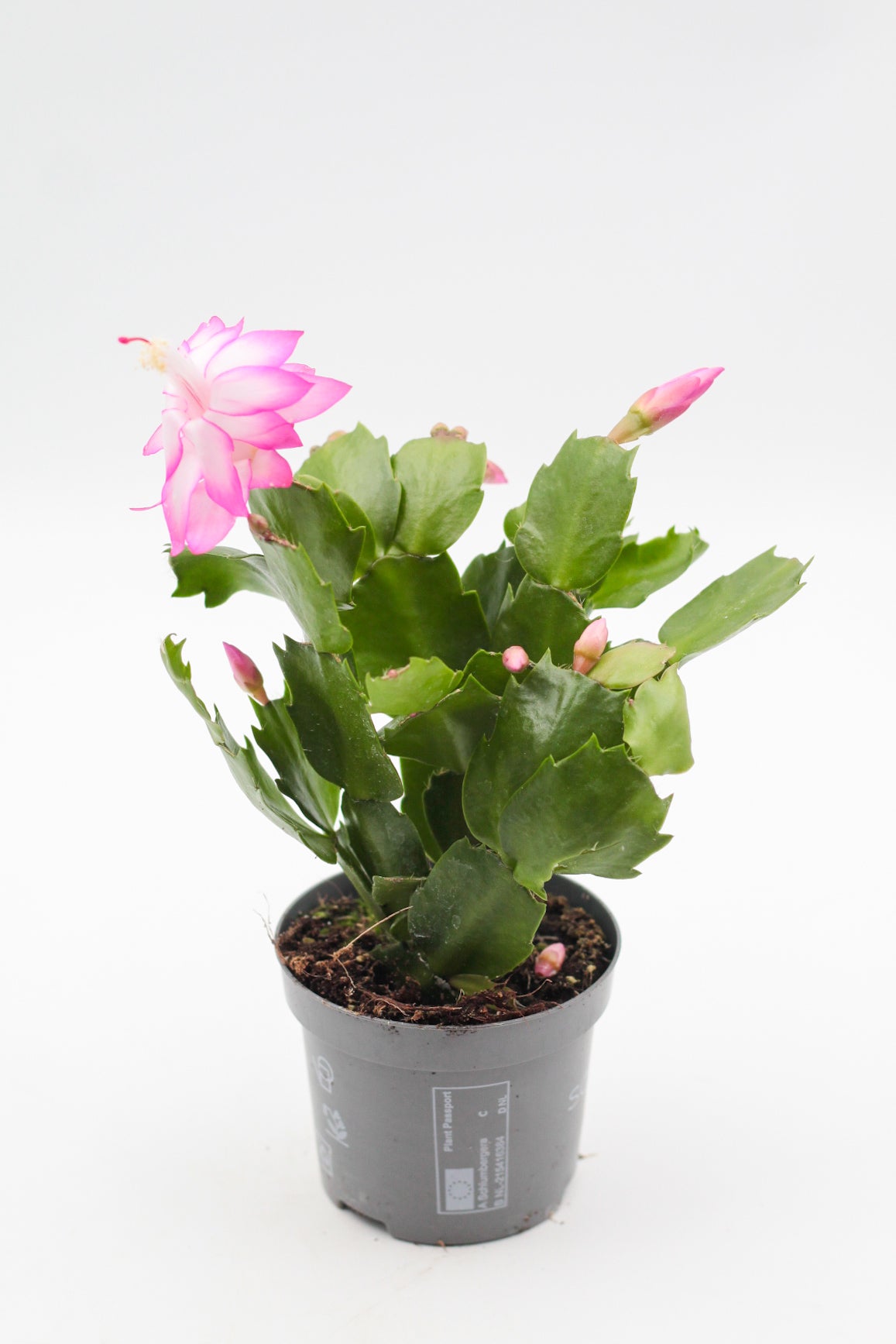 Schlumbergera lidcactus "Kerstcactus"