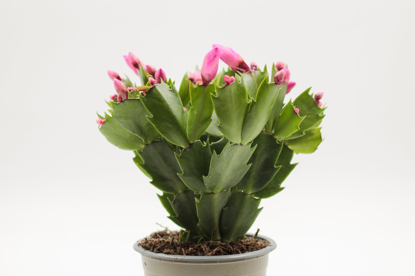 Schlumbergera lidcactus "Kerstcactus"