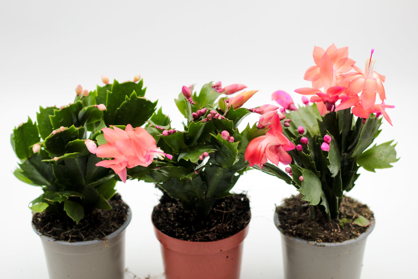 Schlumbergera lidcactus "Kerstcombo's"