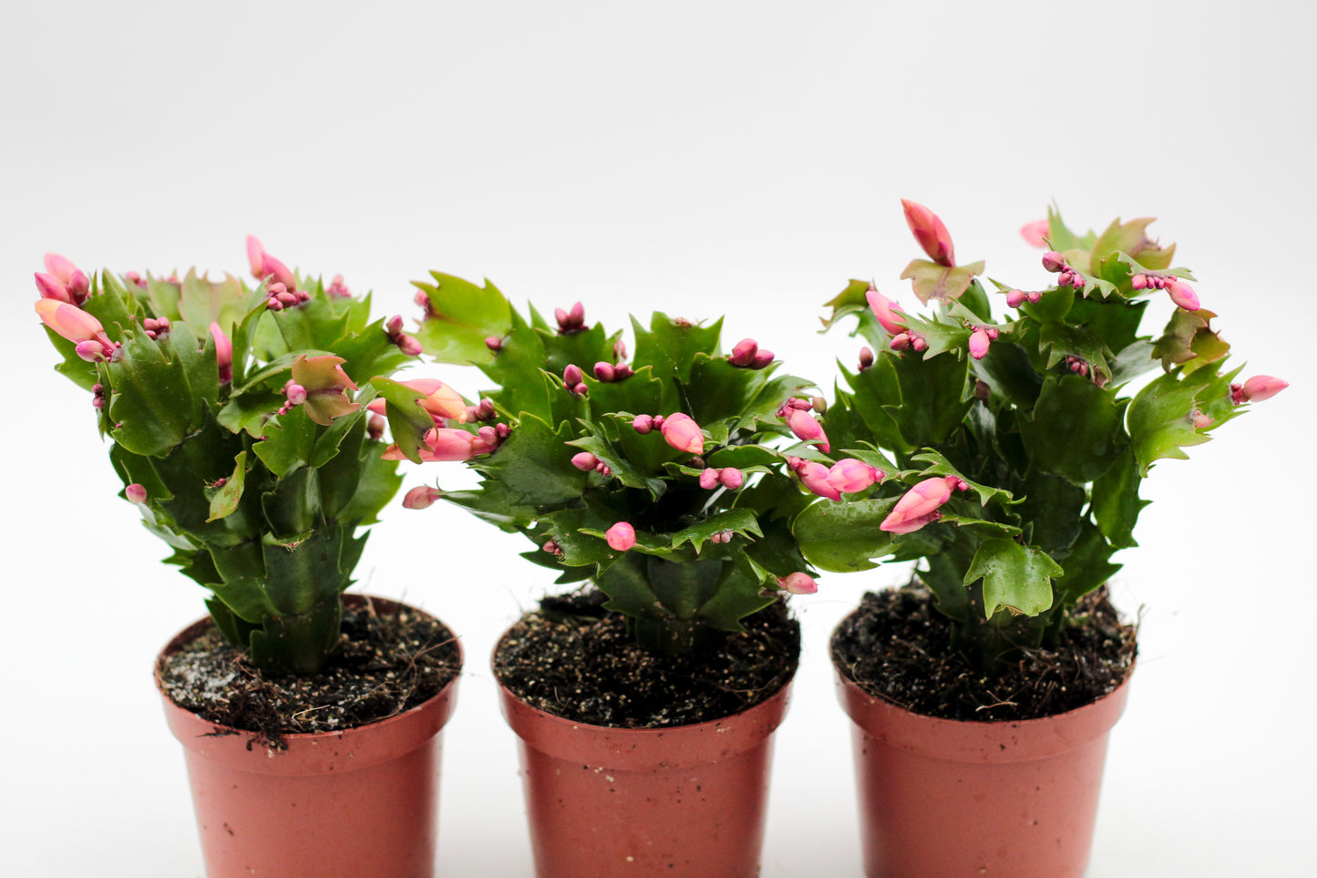 Schlumbergera lidcactus "voordeelpacks"