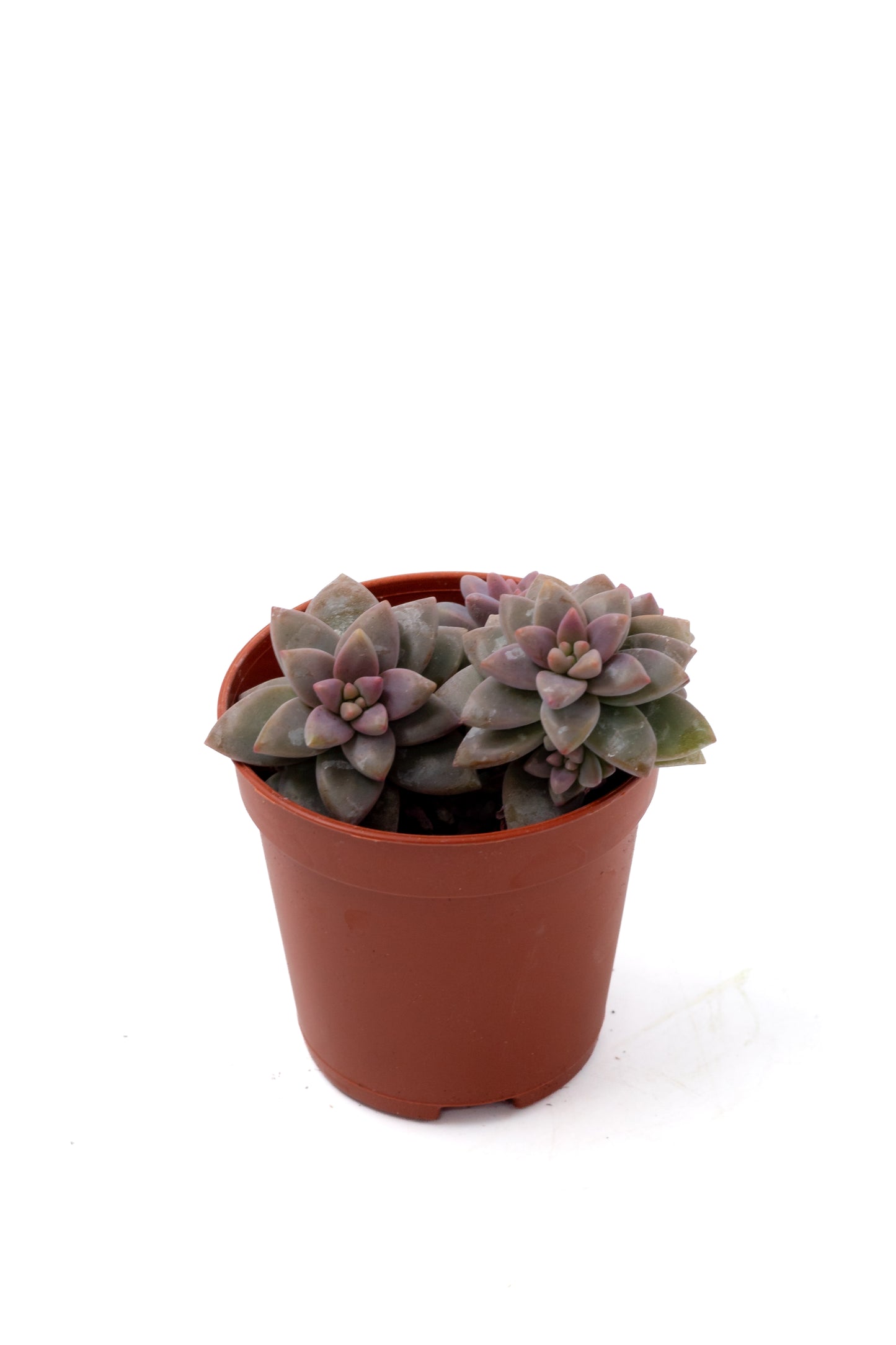 Sedeveria 'Pink Granite'
