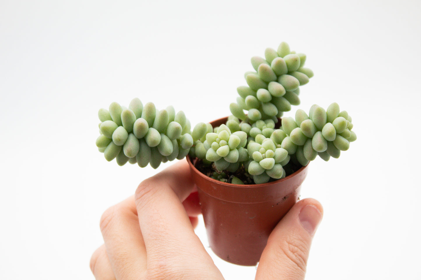 Sedum Burrito "budget booster"
