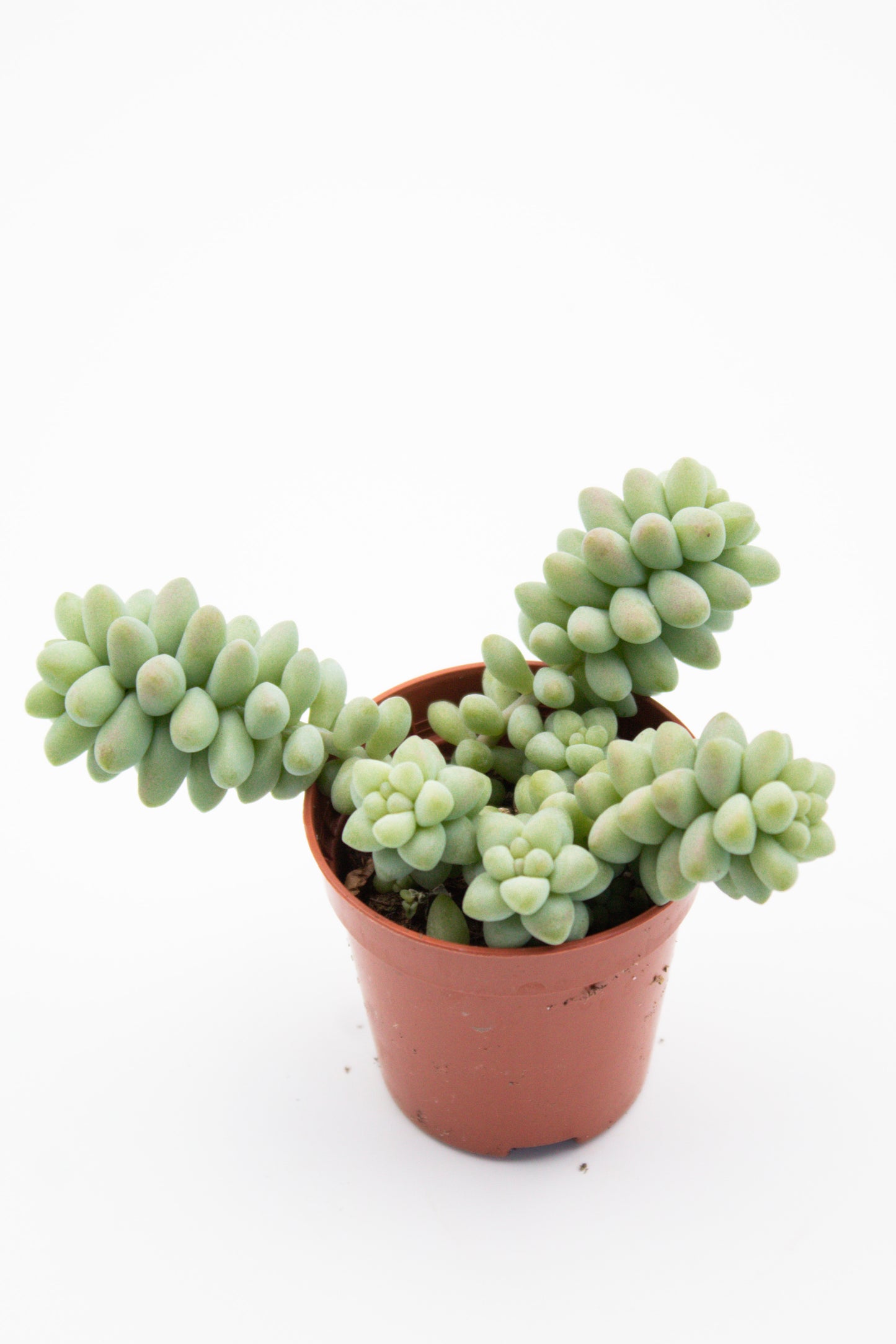 Sedum Burrito "budget booster"