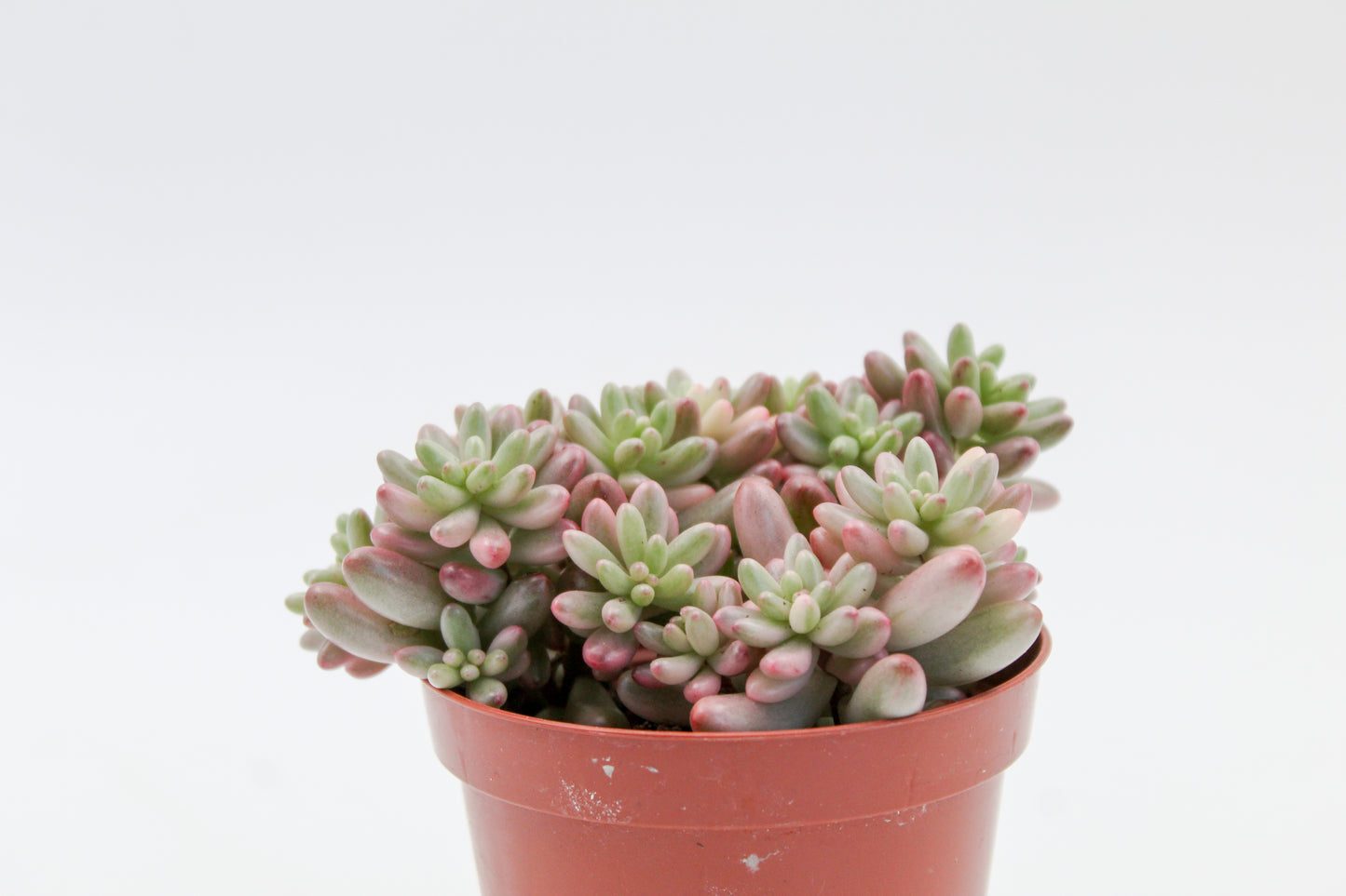 Sedum Rubrotinctum Aurora Jelly beans