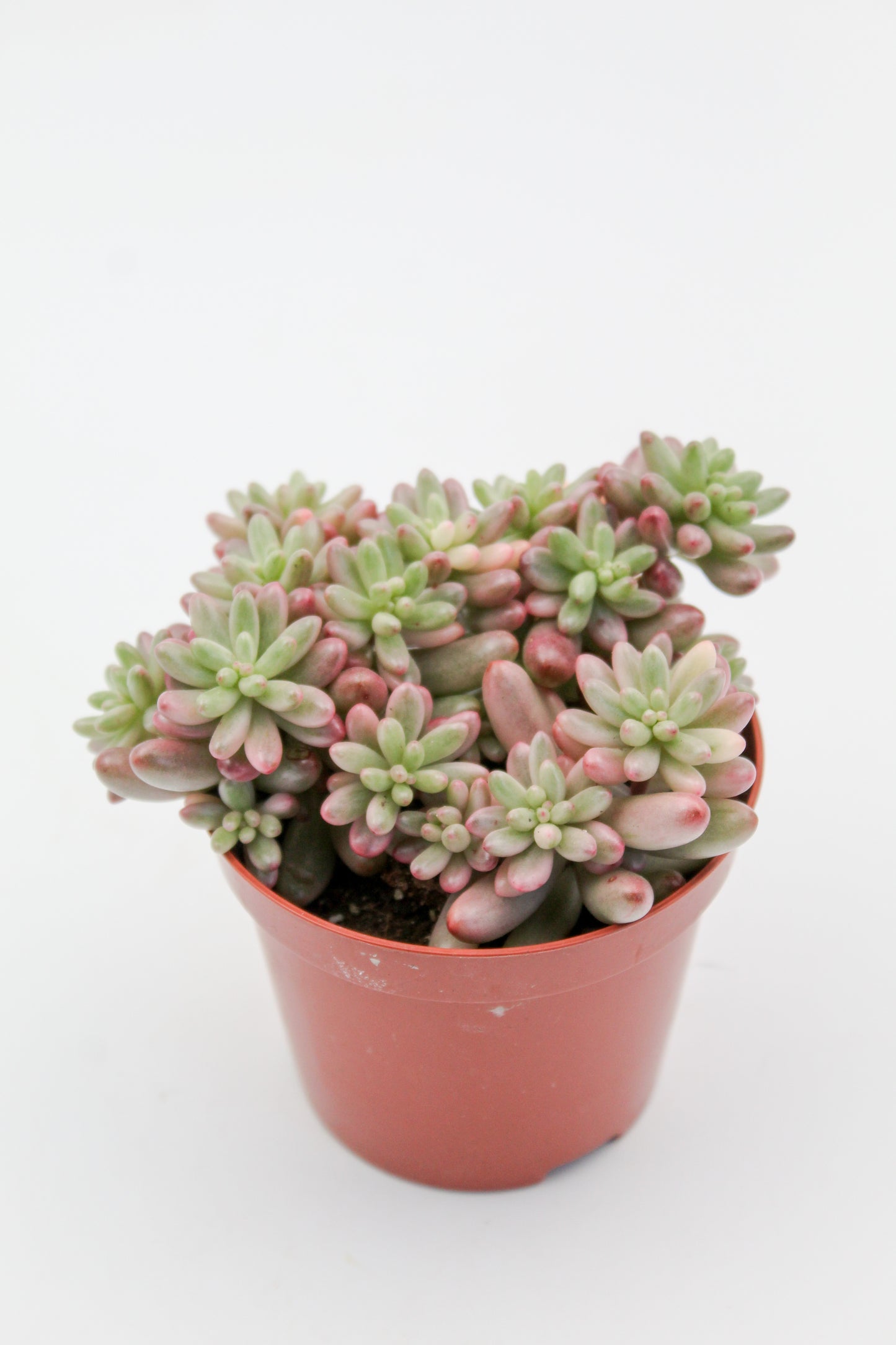 Sedum Rubrotinctum Aurora Jelly beans