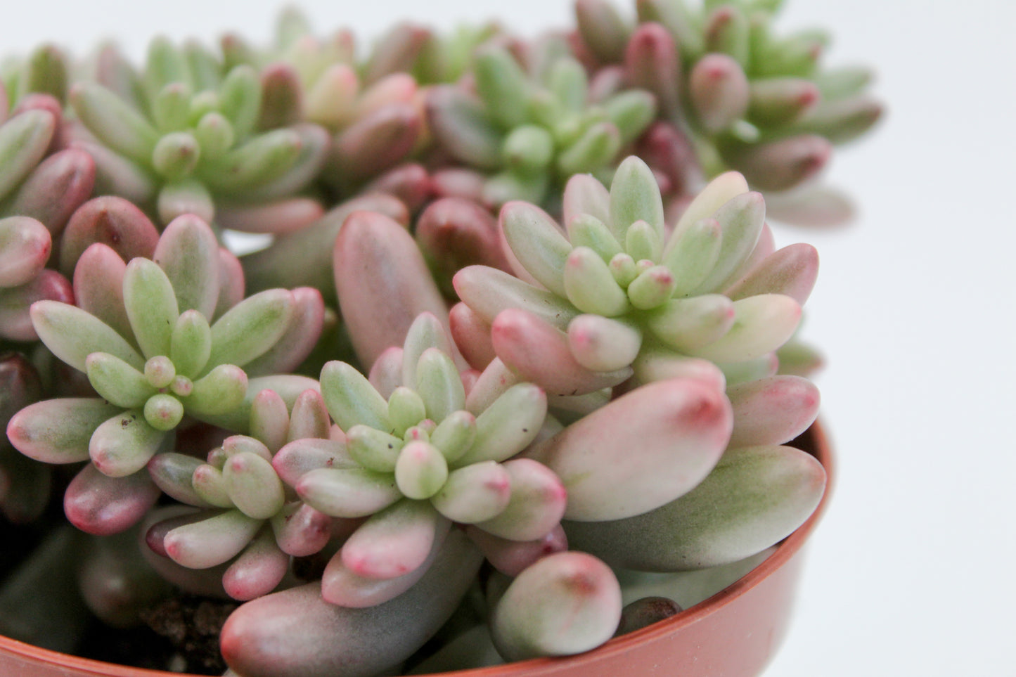 Sedum Rubrotinctum Aurora Jelly beans