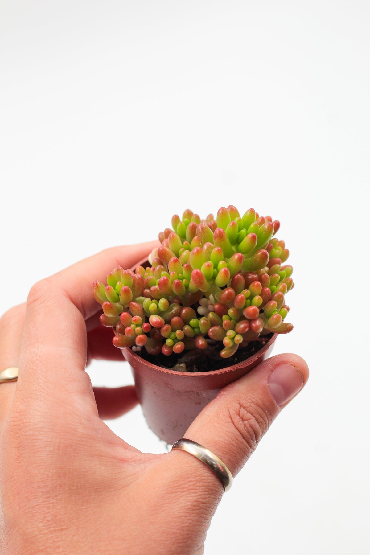 Sedum Rubrotinctum 'jelly beans'