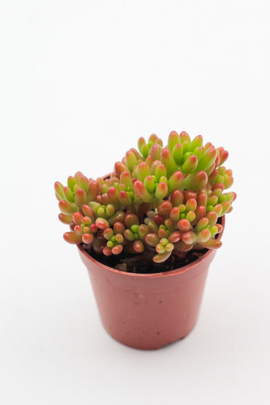 Sedum Rubrotinctum 'jelly beans'