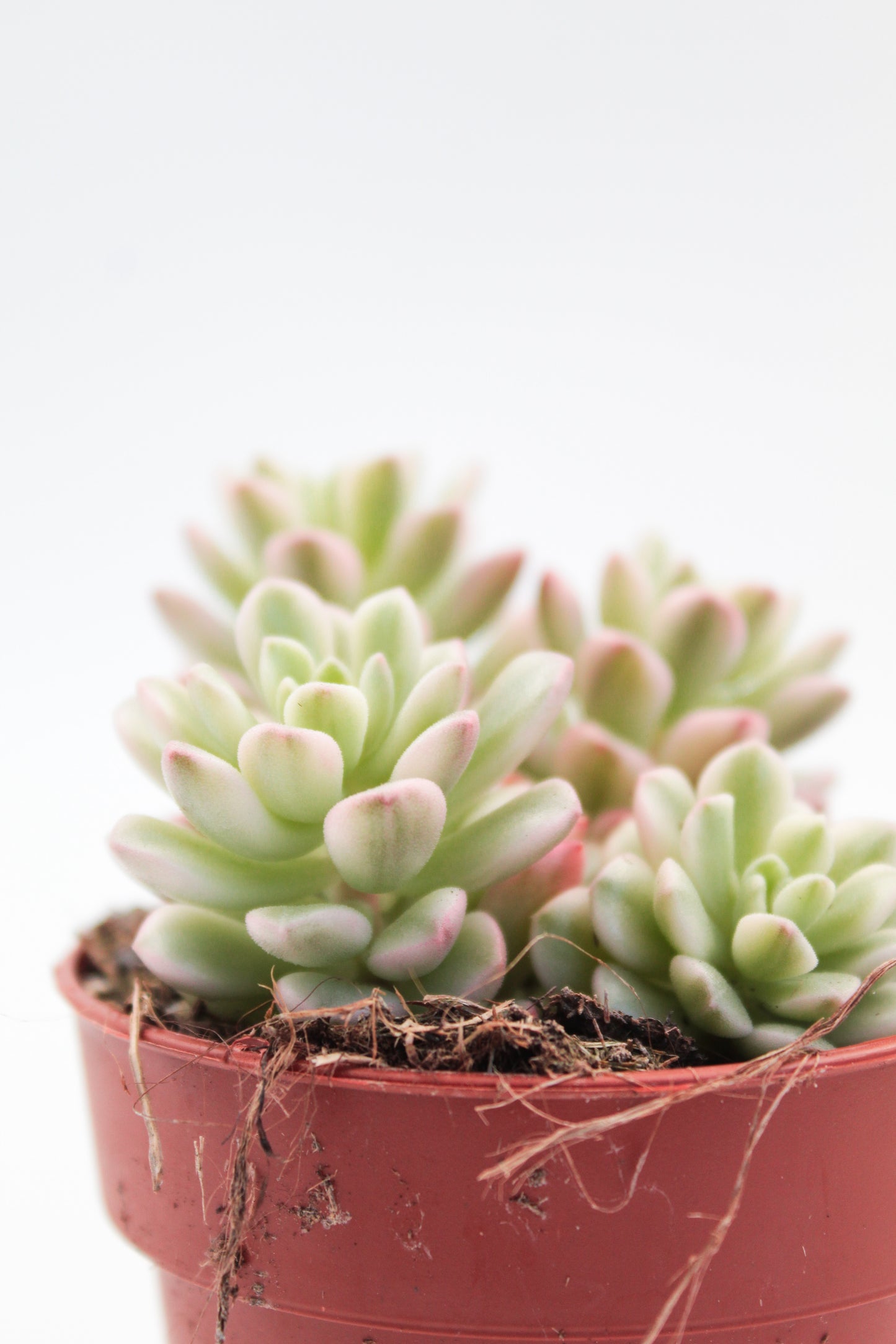 Sedum Joyce Tulloch variegata