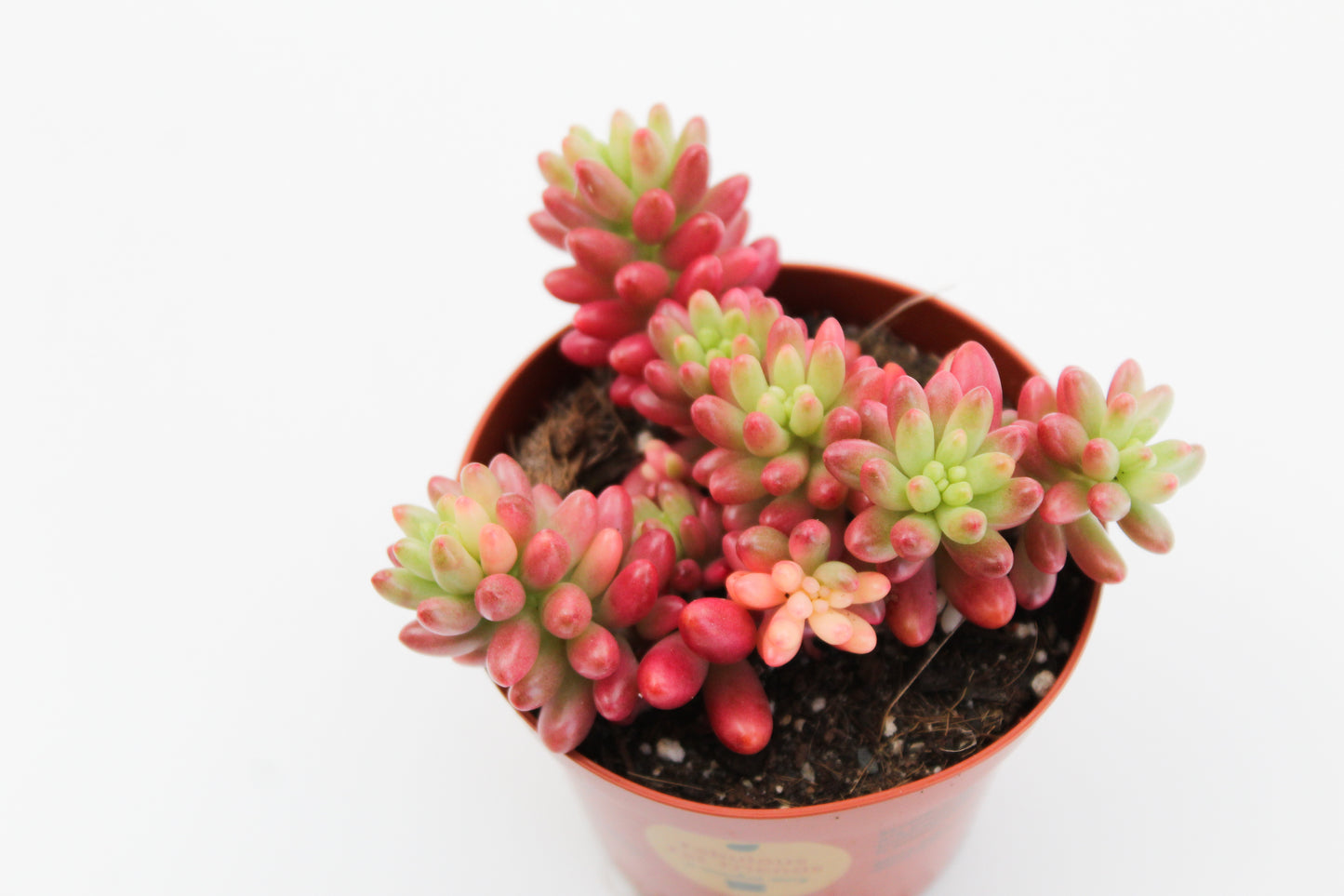 Sedum Rubrotinctum Aurora Jelly beans