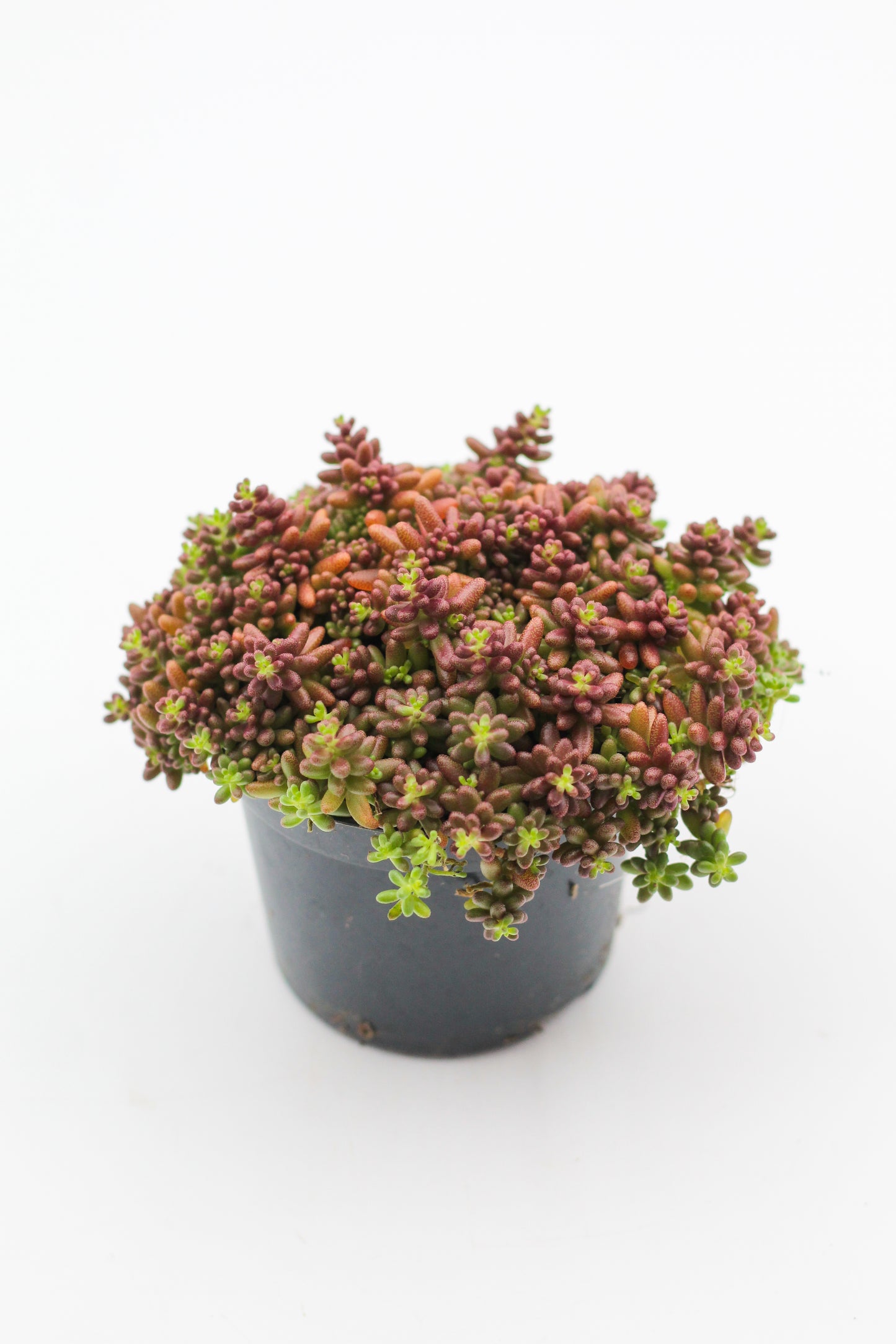 Rock Deals (rock plants)