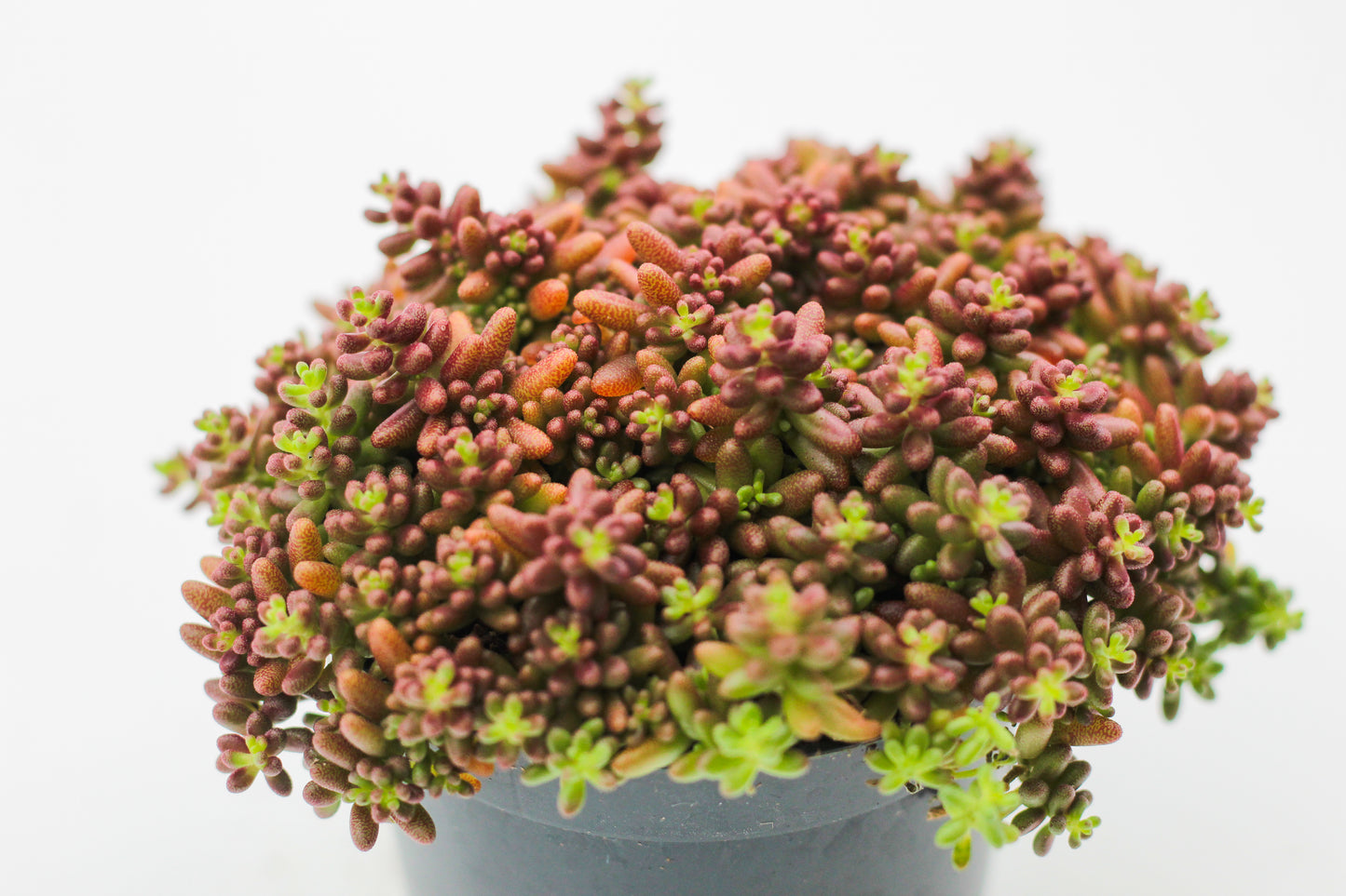 Rock Deals (rock plants)