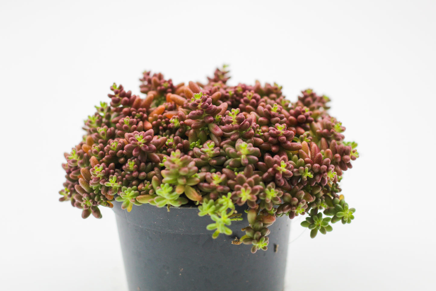 Rock Deals (rock plants)