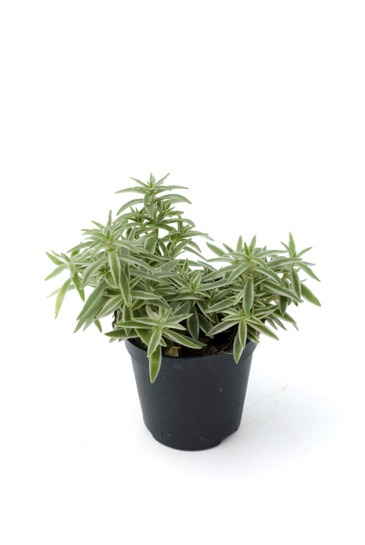 Sedum lineare 'Variegatum'