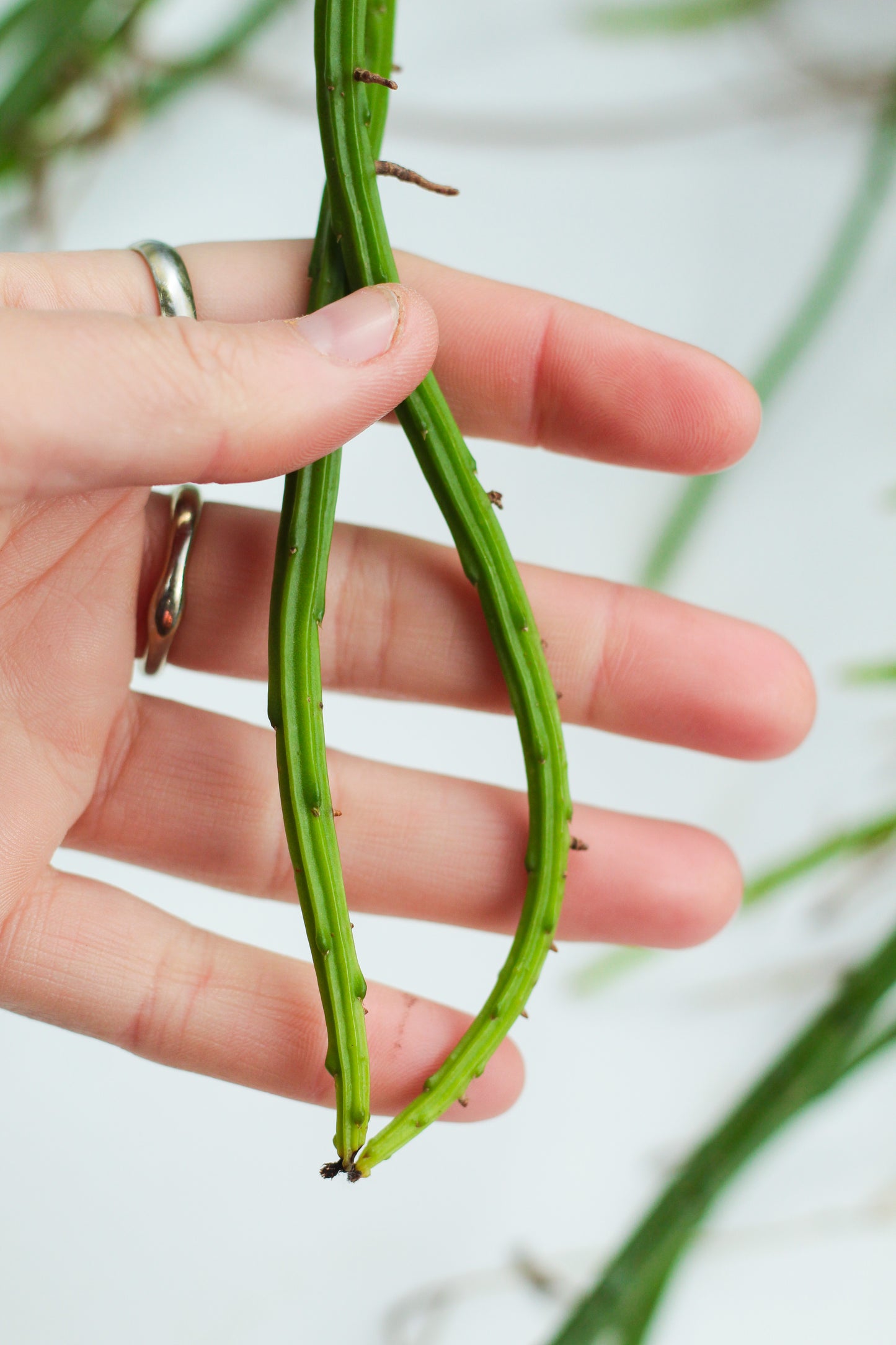 Selenicereus werccklei