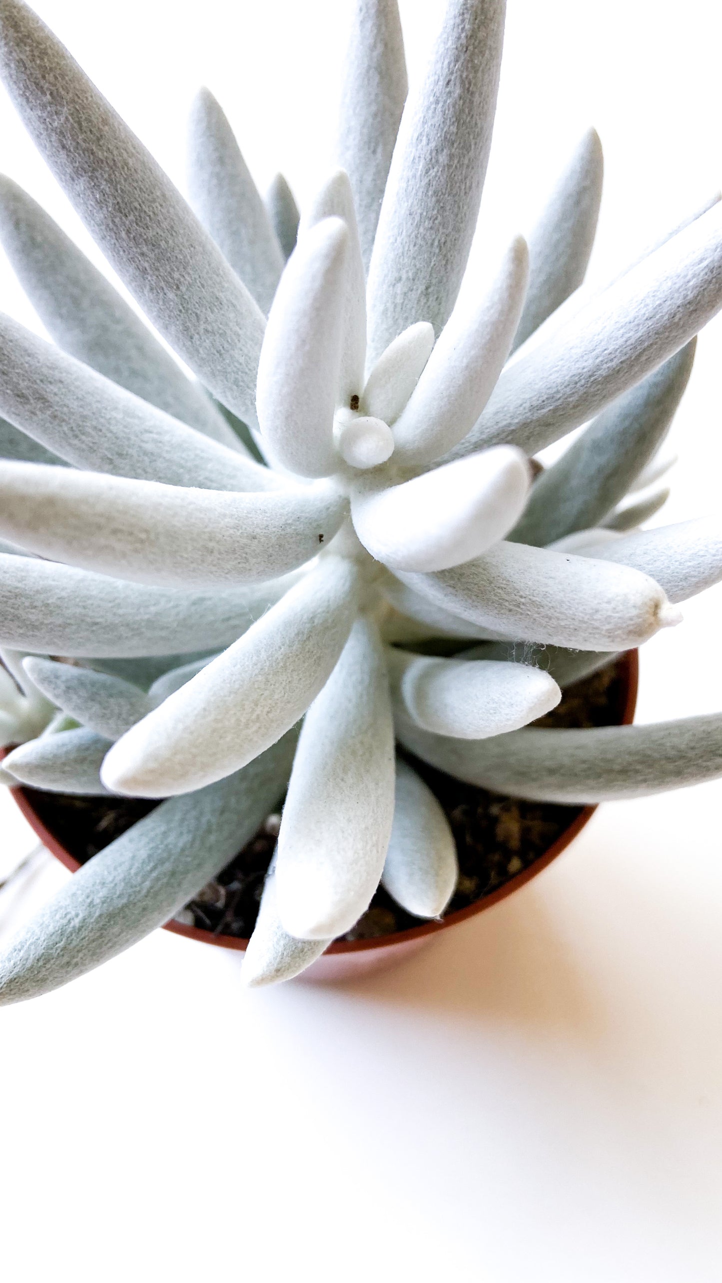 Senecio haworthii