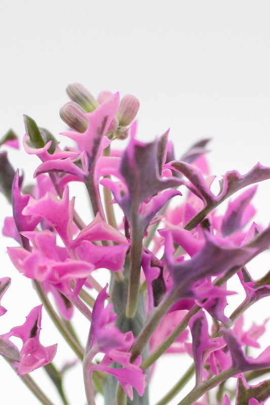 Senecio articulatus variegata