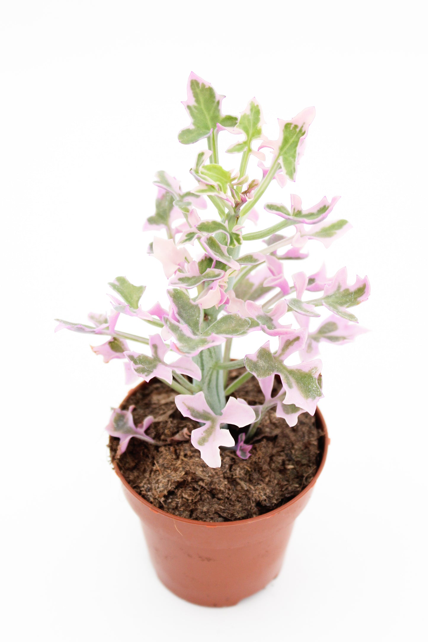 Senecio articulatus variegata