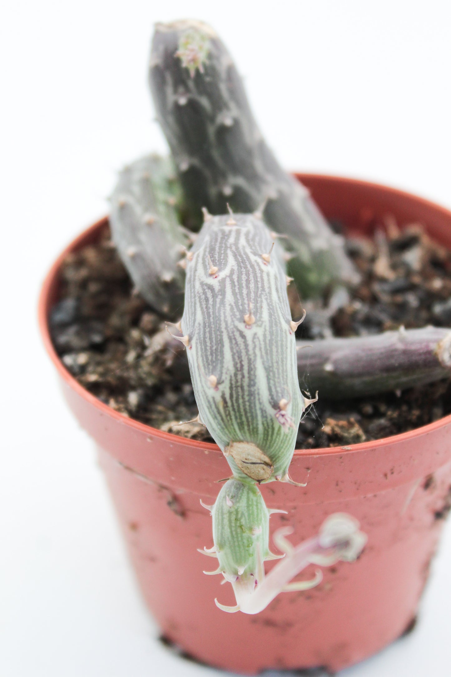 Senecio pendulus