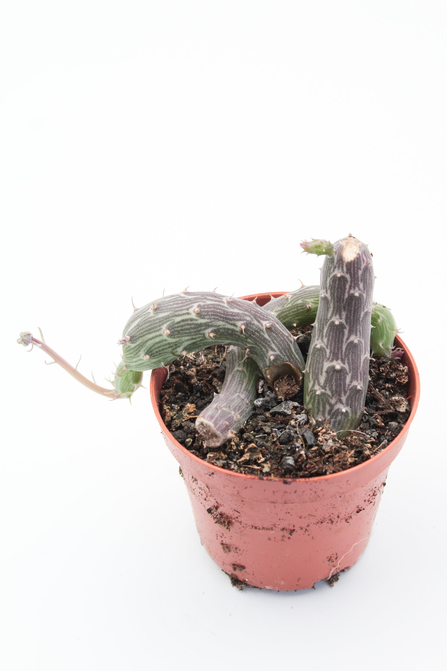 Senecio pendulus