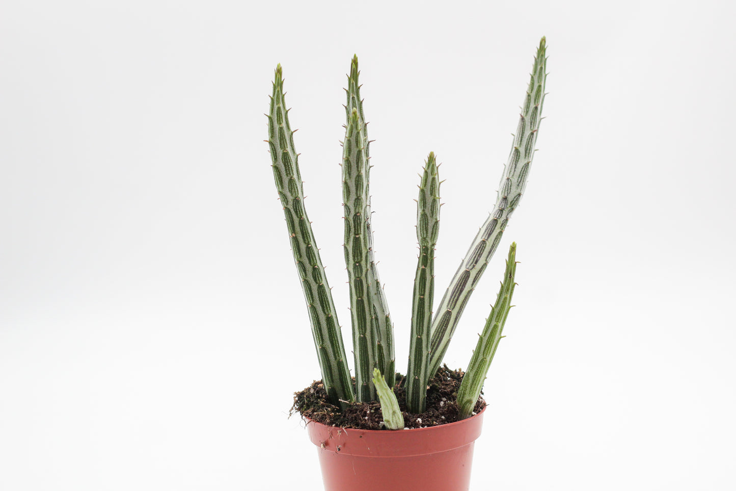 Senecio stapeliiformis