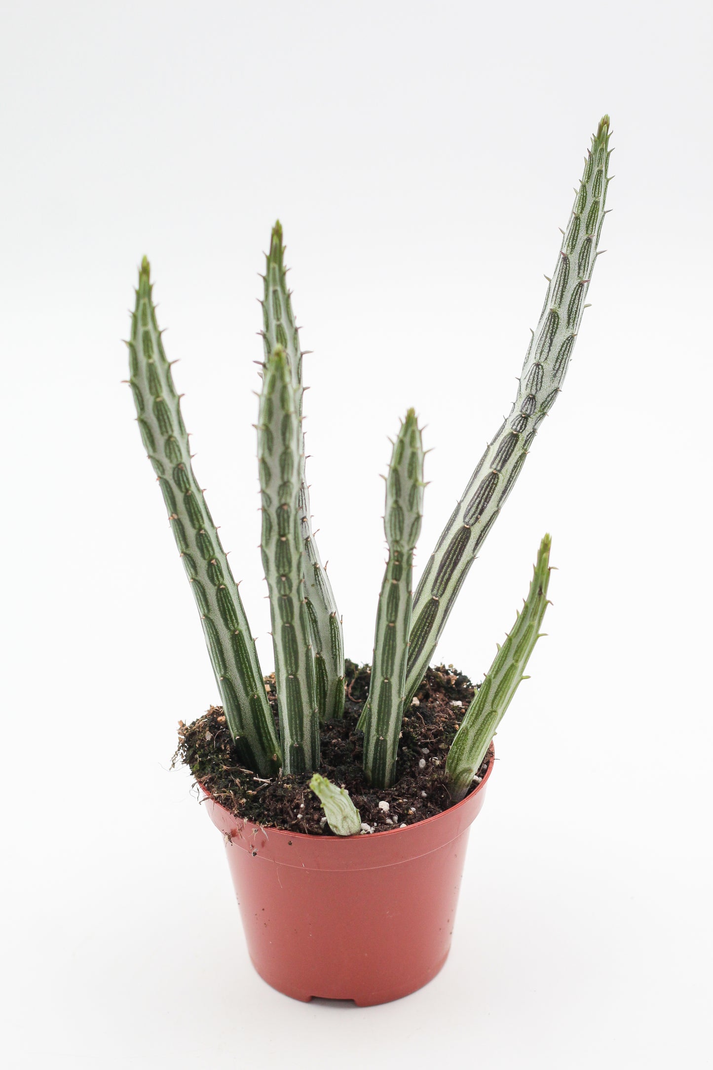 Senecio stapeliiformis