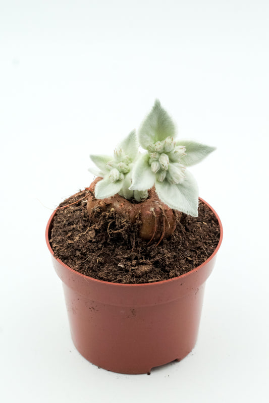 Sinningia leucotricha