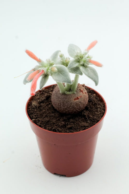Sinningia leucotricha